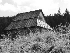 Sheepfarm, Zakopane, Poland, forest