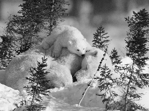 polar, snow, bears