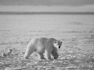 polar, Bear, Fox