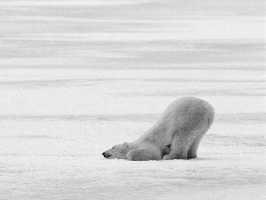 polar, protruding, teddybear