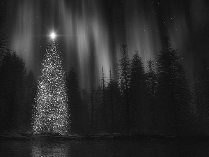aurora polaris, star, christmas tree, forest, festively decorated