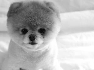 small, Toy Spitz, Pomeranian, doggy