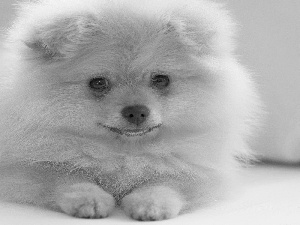 fluffy, Toy Spitz