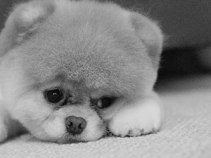 sad, Toy Spitz, Pomeranian, Puppy