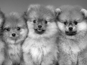 Miniature Spitz, Dogs, puppies