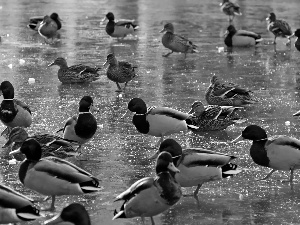 ducks, frozen, Pond - car, Crosswords