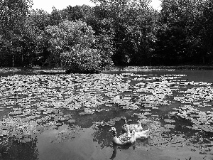 geese, Park, Pond - car