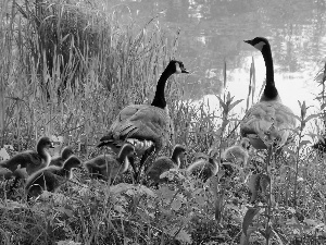 goose, grass, Pond - car, Family