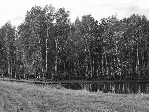 Pond - car, Meadow, birch, Way, forest