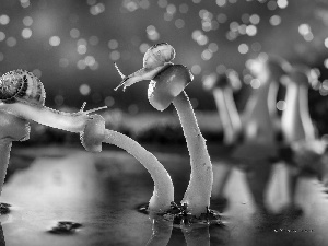 mushrooms, water, Pond - car, Snails