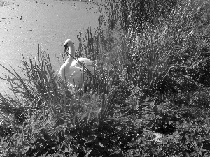 scrub, Swans, Pond - car