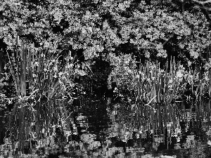 Daffodils, trees, Park, viewes, Bloom, Pond - car, Spring