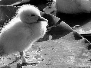 young, leaf, Pond - car, Ducky