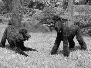 Black, Poodles