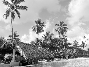 Pool, Palms, Bar