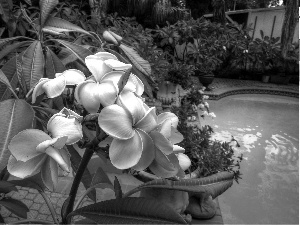 Pool, Plumeria, Garden