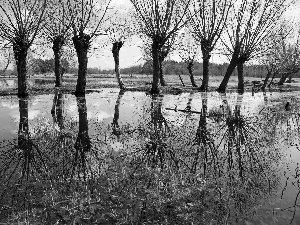 pool, willow, reflection