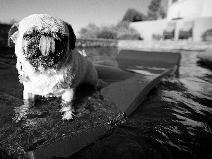 Pool, pug, Tounge