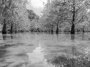 pool, trees, viewes