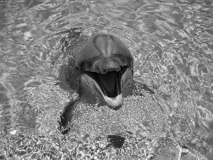 Pool, Dolphin, water