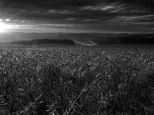 poppy, field, sun, rays, west