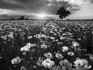 Field, poppy