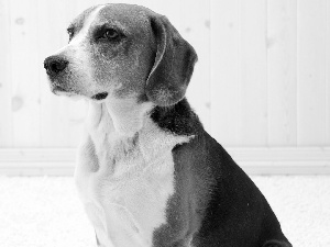 Beagle, portrait