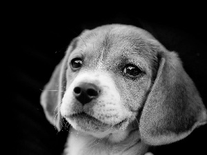 Beagle, portrait
