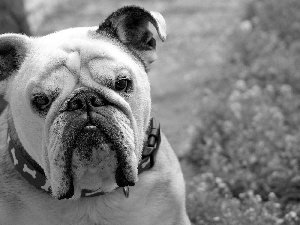 Buldog, VEGETATION, portrait, English