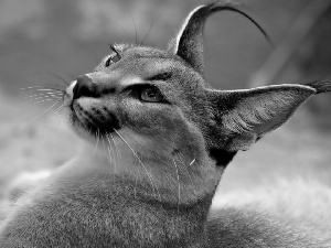 Caracal, portrait