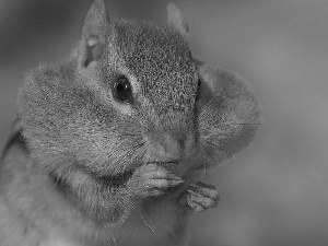 Chipmunk, Portrait