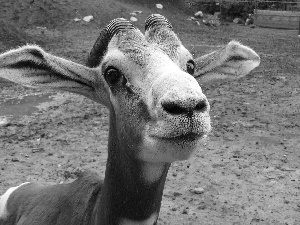 portrait, gazelle, head