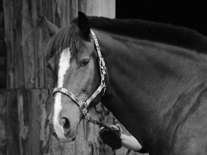 Horse, Light Grey, portrait, Mare