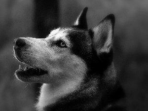 portrait, Siberian, Husky