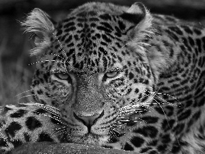 Leopards, portrait