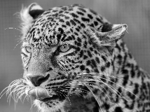 portrait, Leopards, Tounge