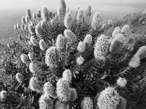 sea, Bush, Portugal, flower