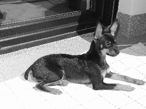 ears, miniature Pinscher, posed