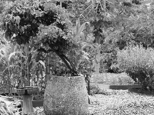 Bougainvillea, pot