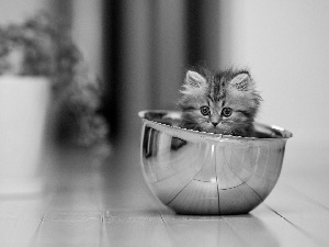 pot, cat, bowl