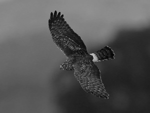 Bird, flight, hawk, predatory