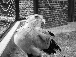 predatory, secretary, Bird