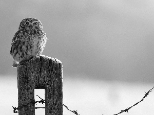 young, wire, prickly, owl