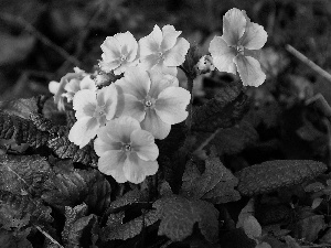 Leaf, Yellow Honda, primrose