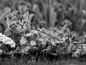 primroses, Gray, kitten