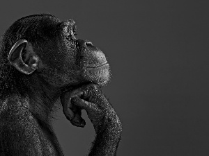 very sensible, chimpanzee, profile, Monkey