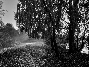 Way, River, Przebijające, ligh, Autumn, Leaf, flash, luminosity, sun