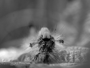 caterpillar, Calliteara Pudibunda