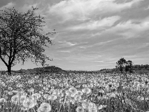 puffball, Meadow, trees, Sky, sow-thistle, grass