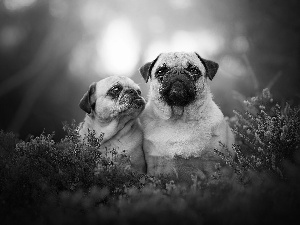 pugs, heather